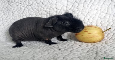 Guinea Pig rodents - Advert 2
