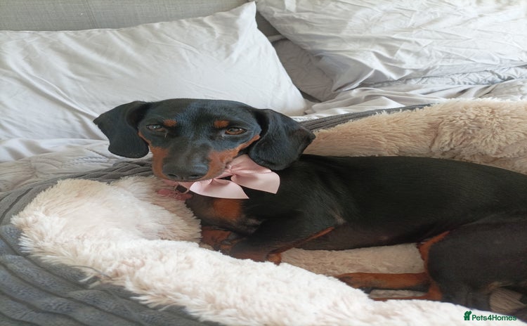 Dachshund dogs - Advert 7