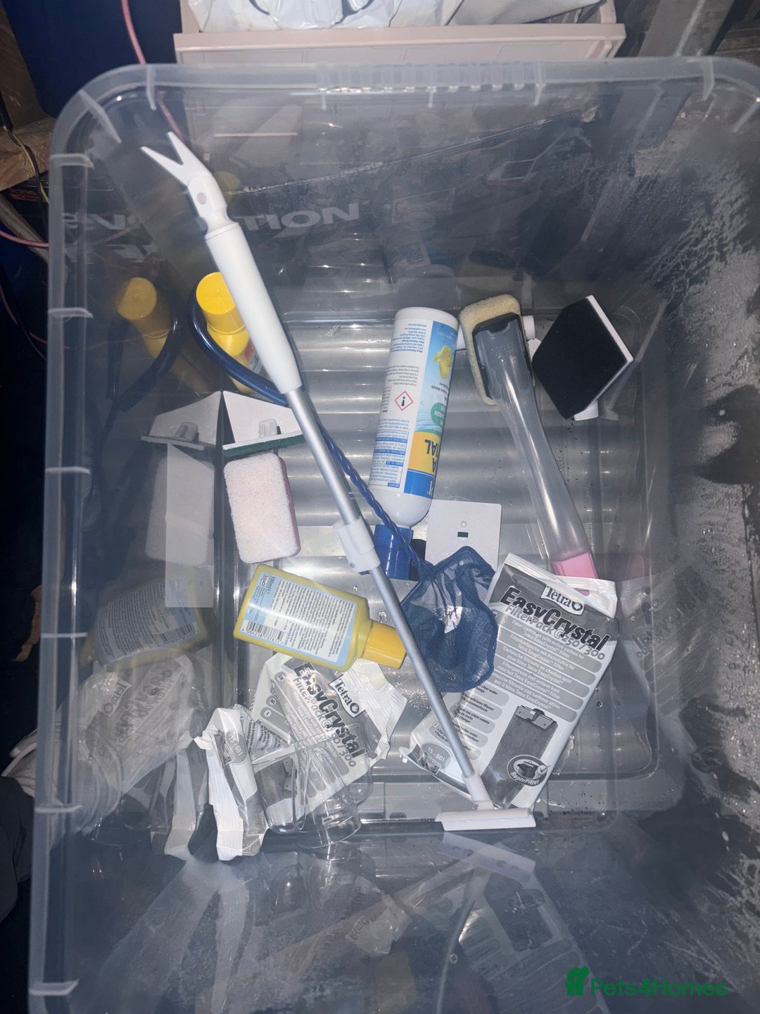 Fancy Goldfish fish for sale: goldfish - Advert 8