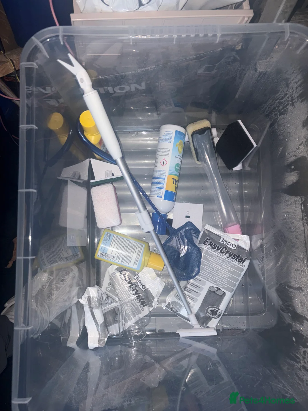 Fancy Goldfish fish for sale: goldfish - Advert 8