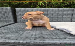 American Bully dogs for sale: 3 Stunning Pocket American bully  - Image 11