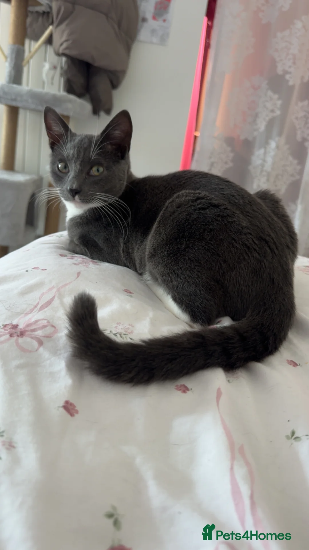 British Shorthair cats for sale: british short hair x bengal kitten in Folkestone - Advert 2