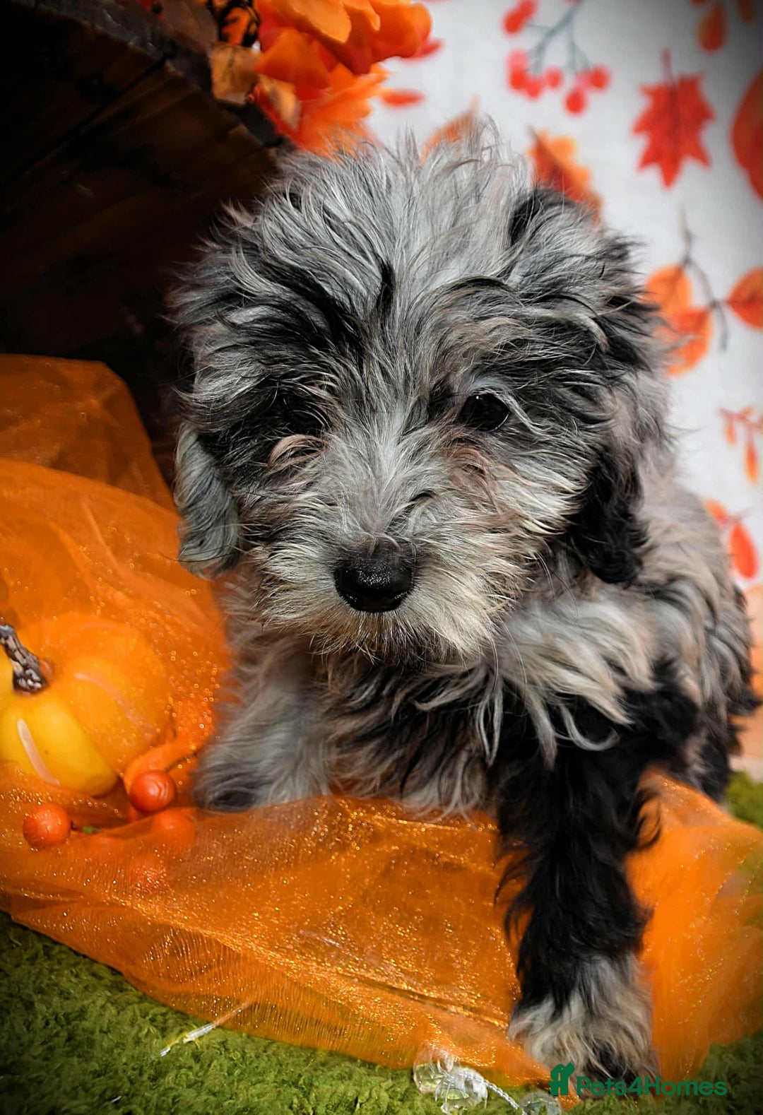 Cockapoo dogs for sale: Ready to go 10 October tiny toy cockapoos  - Image 16