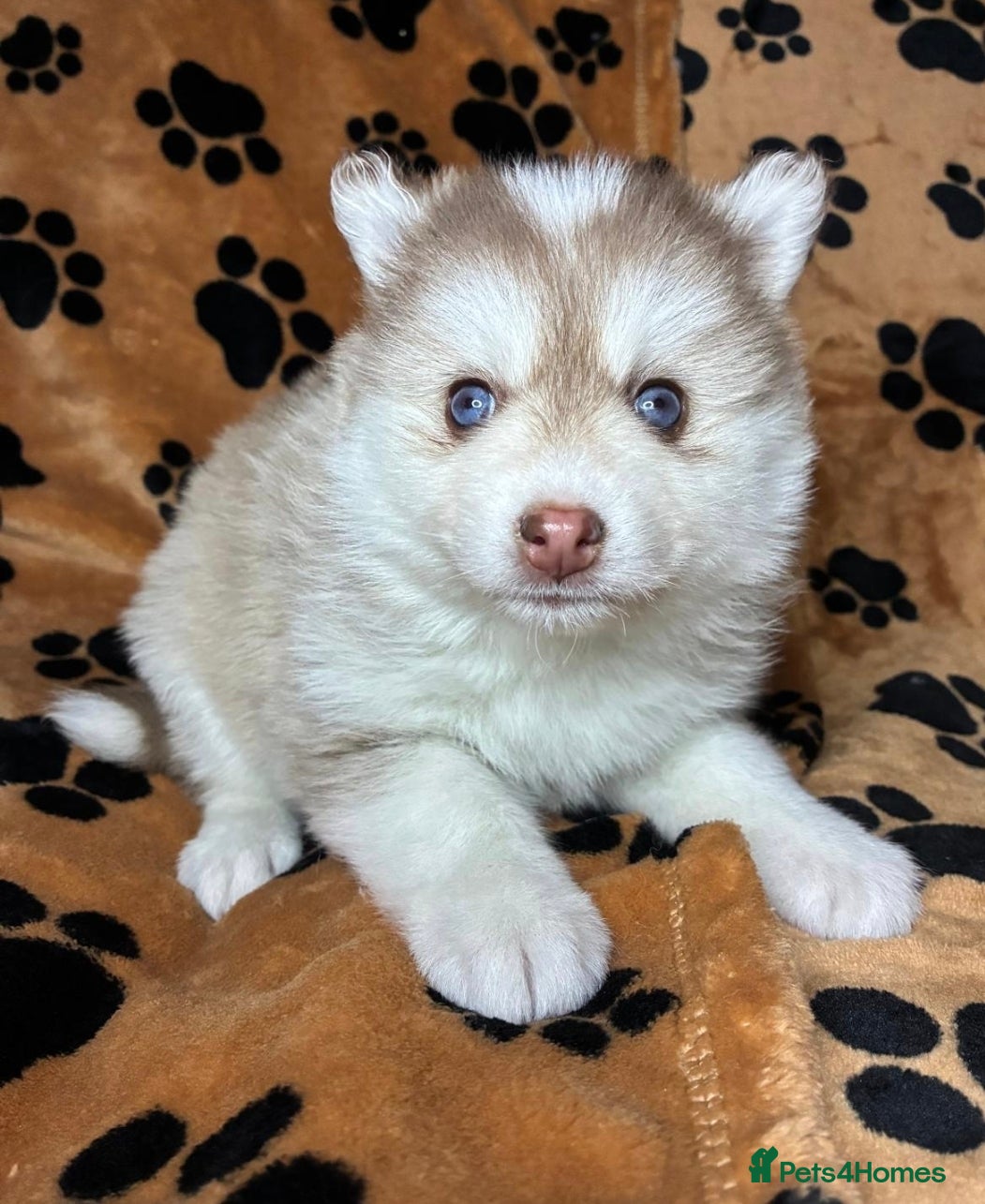 Pomsky dogs 2 Girls available one blue eyes on green eyes - Advert 1