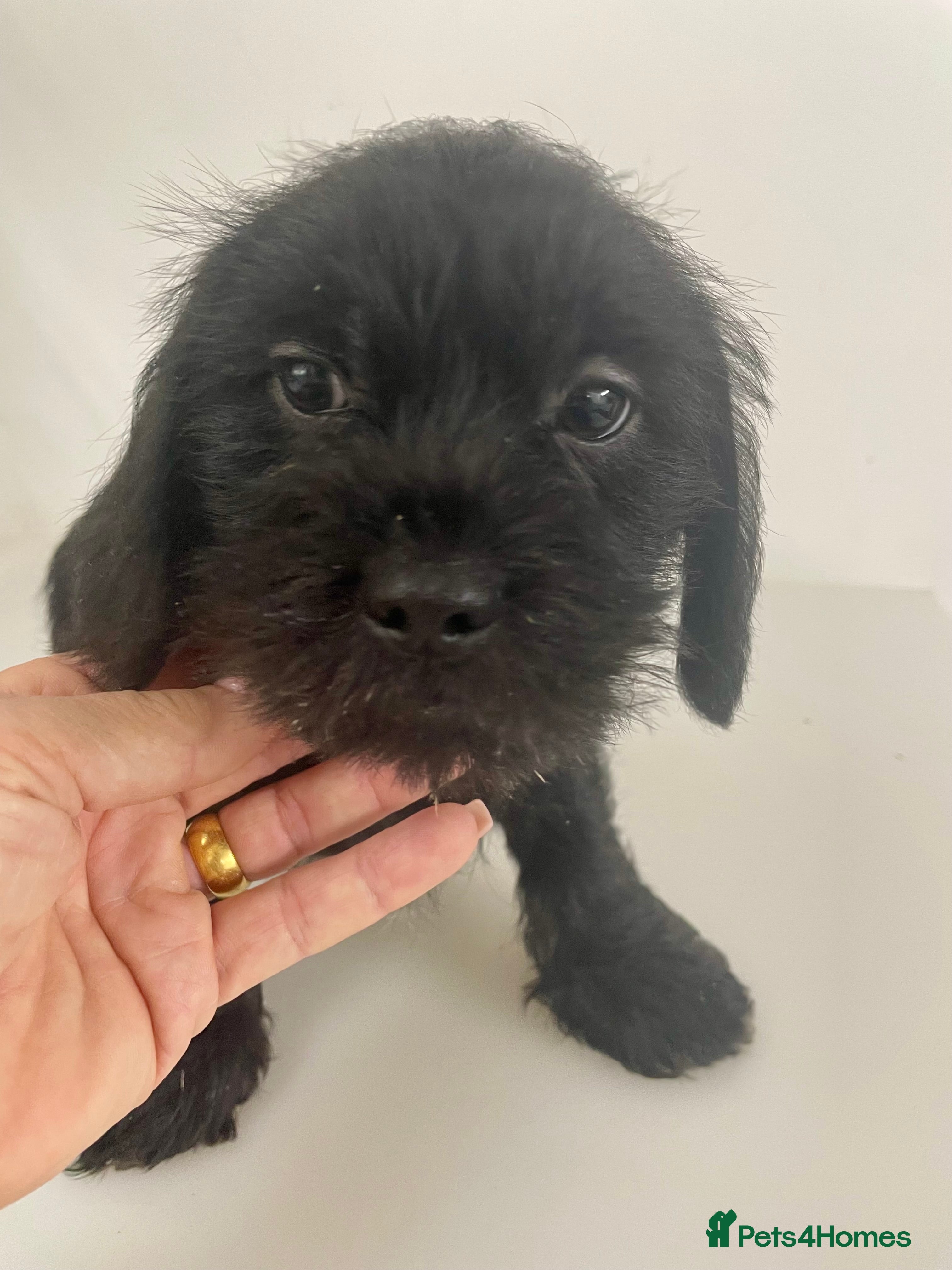 Mixed Breed dogs Shihtzu x mini wire daxi adorable  - Advert 1