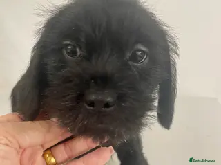 Mixed Breed dogs Shihtzu x mini wire daxi adorable - Advert 6