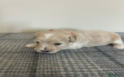 Maltipoo dogs for sale: Gorgeous f1 maltpoos health tested parents  - Image 12