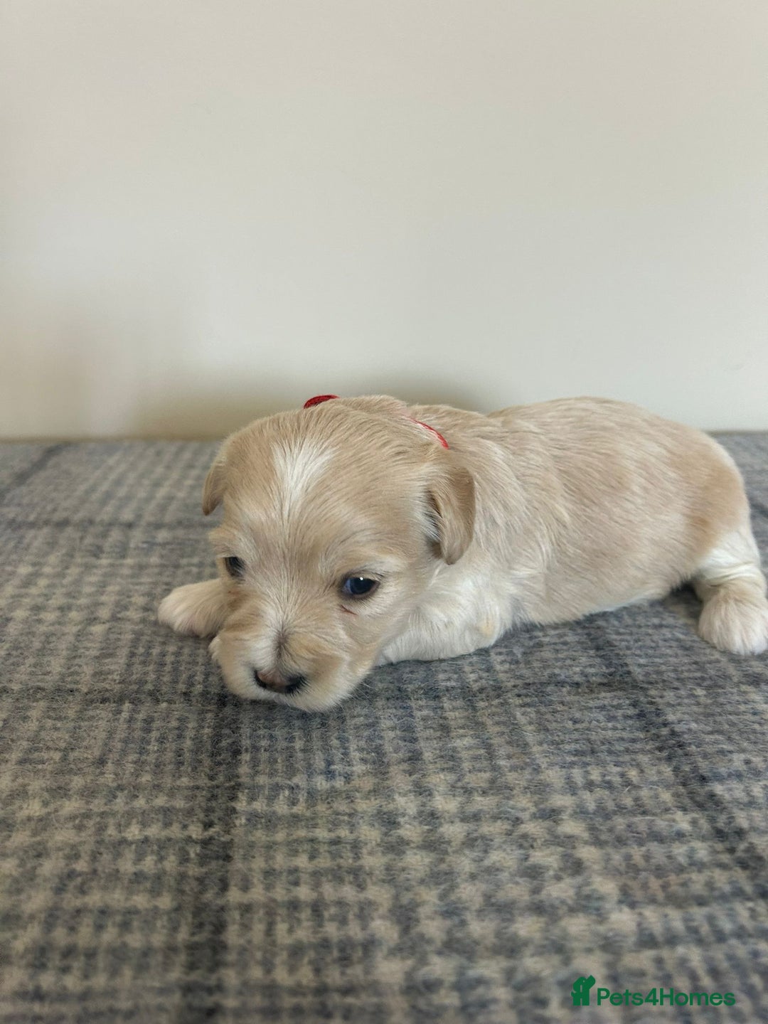 Maltipoo dogs for sale: Gorgeous f1 maltpoos health tested parents  - Image 12