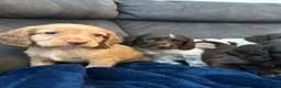 Cocker Spaniel dogs for sale: Cocker Spaniel Puppies  - Advert 5