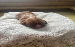 Cavalier King Charles Spaniel dogs for sale: Pugalier Pups ready for their new home!  - Image 17