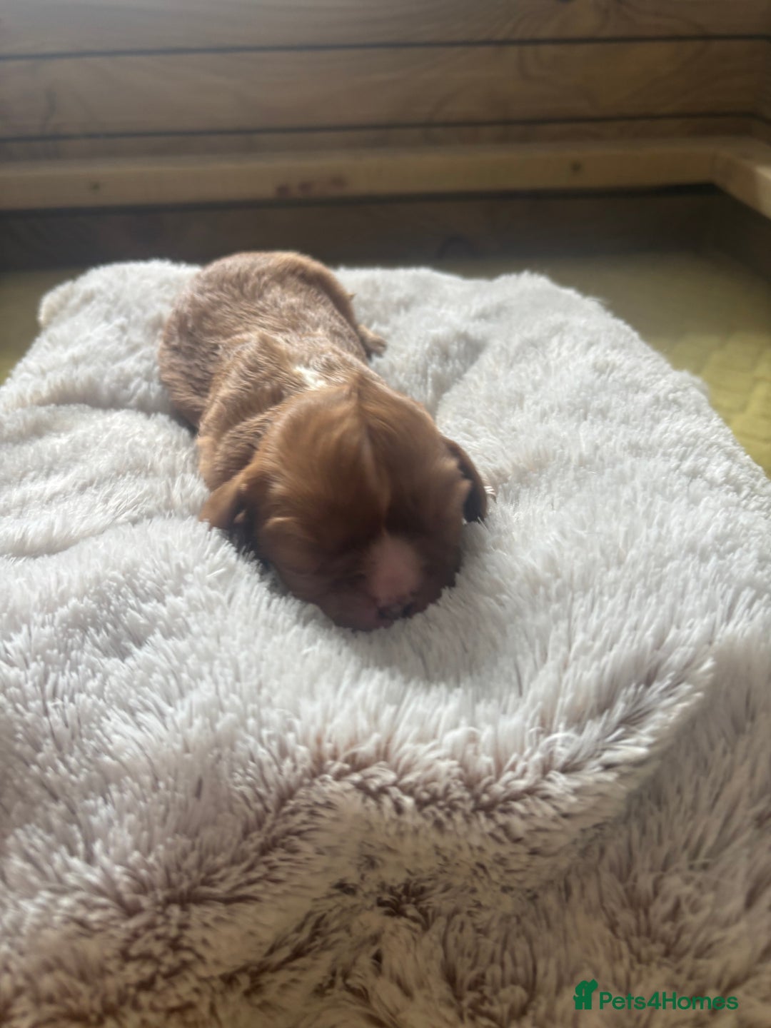 Cavalier King Charles Spaniel dogs for sale: Pugalier Pups ready for their new home!  - Image 17