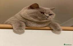 British Shorthair cats for sale:   Pedigree British Shorthair female - Image 2