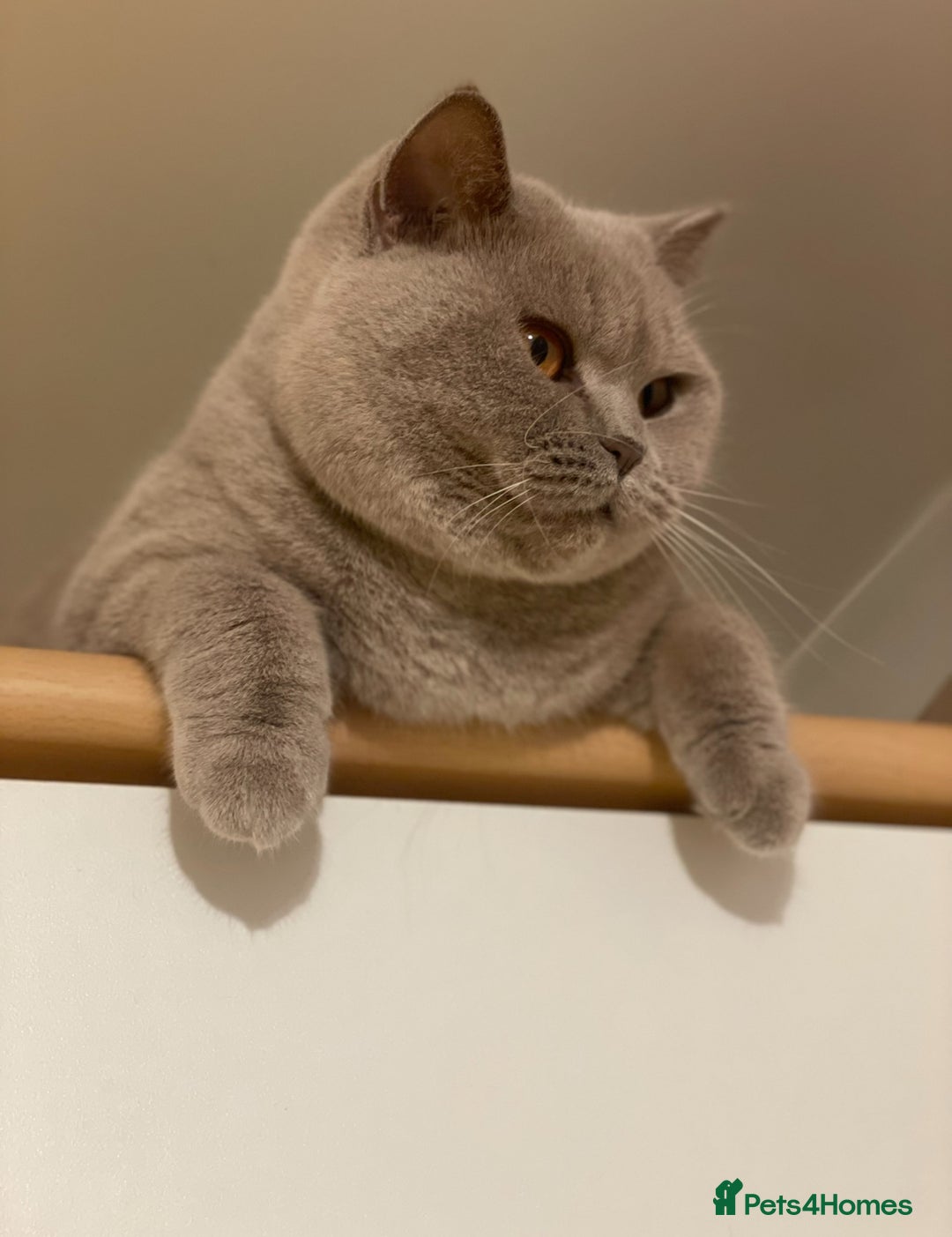 British Shorthair cats for sale:   Pedigree British Shorthair female - Image 2
