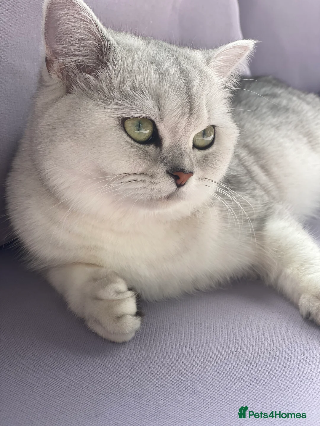 British Shorthair cats for sale: Two beautiful British shorthair female cats  - Advert 2