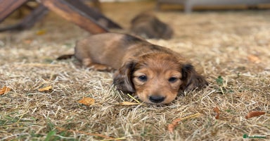 Dachshund dogs - Advert 9