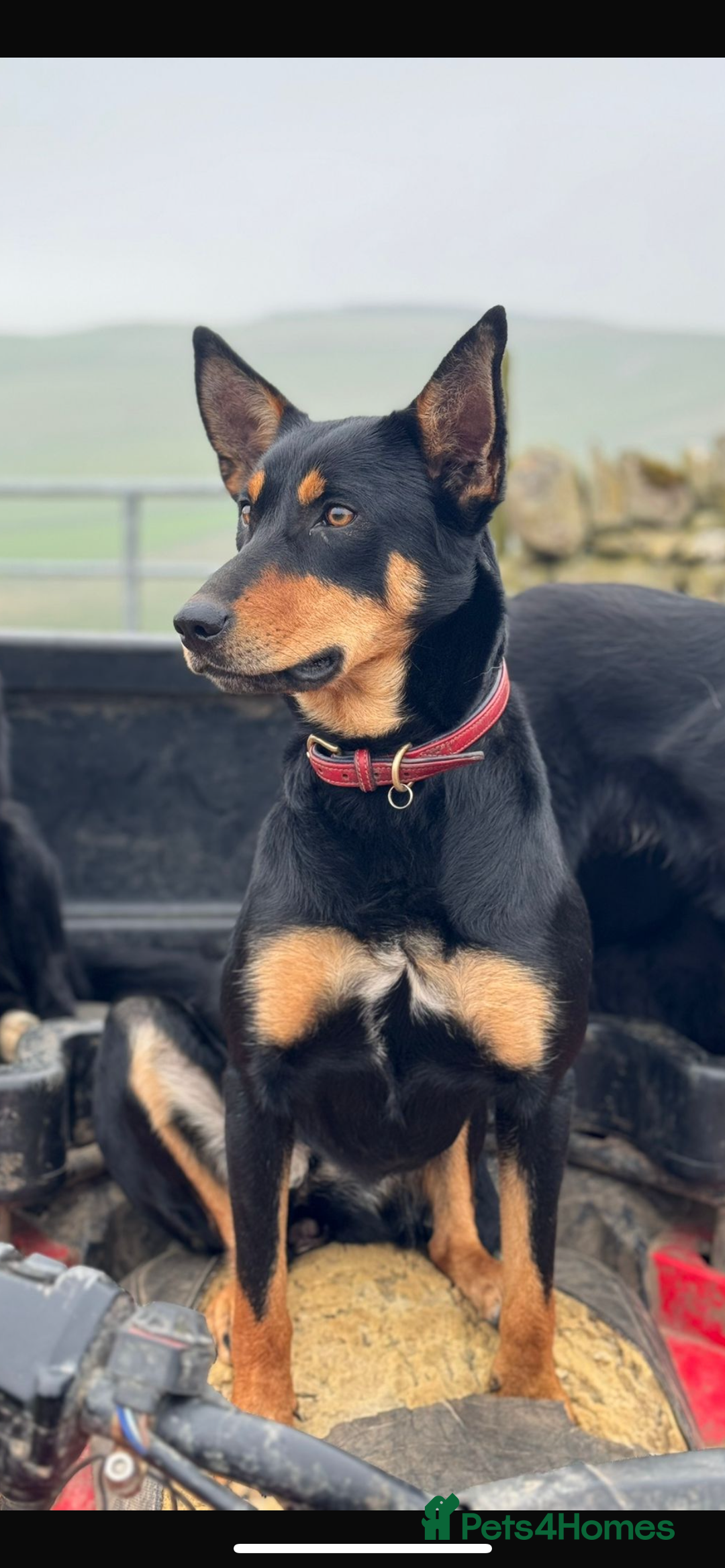 Australian Kelpie dogs for sale: Kelpies  - Image 2