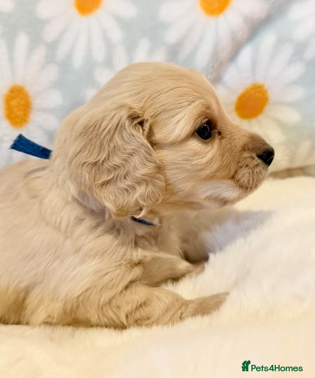 Miniature Dachshund dogs for sale: Beautiful miniature long haired cream dachshunds  - Advert 19