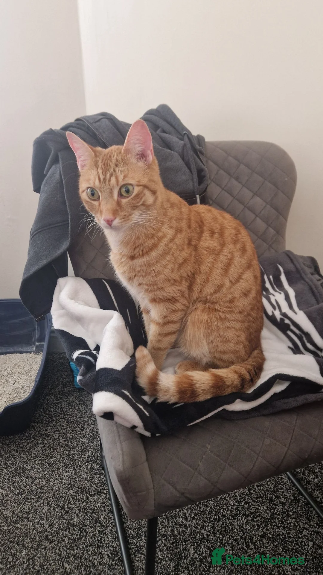 Mixed Breed cats for sale: Urgent home needed in Sheffield - Advert 12