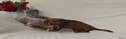 Miniature Dachshund dogs for sale: Stunning rare red brindle little girl kc reg  - Advert 3