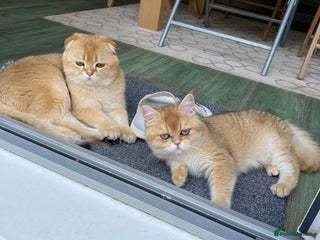 Scottish Fold cats - Advert 20