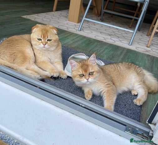 Scottish Fold cats - Advert 9