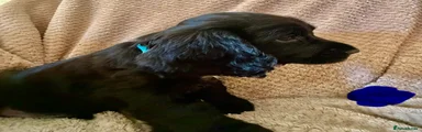 Cocker Spaniel 1 