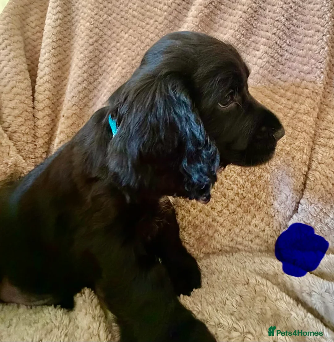 Cocker Spaniel dogs for sale: Cocker Spaniel Puppies - Advert 9