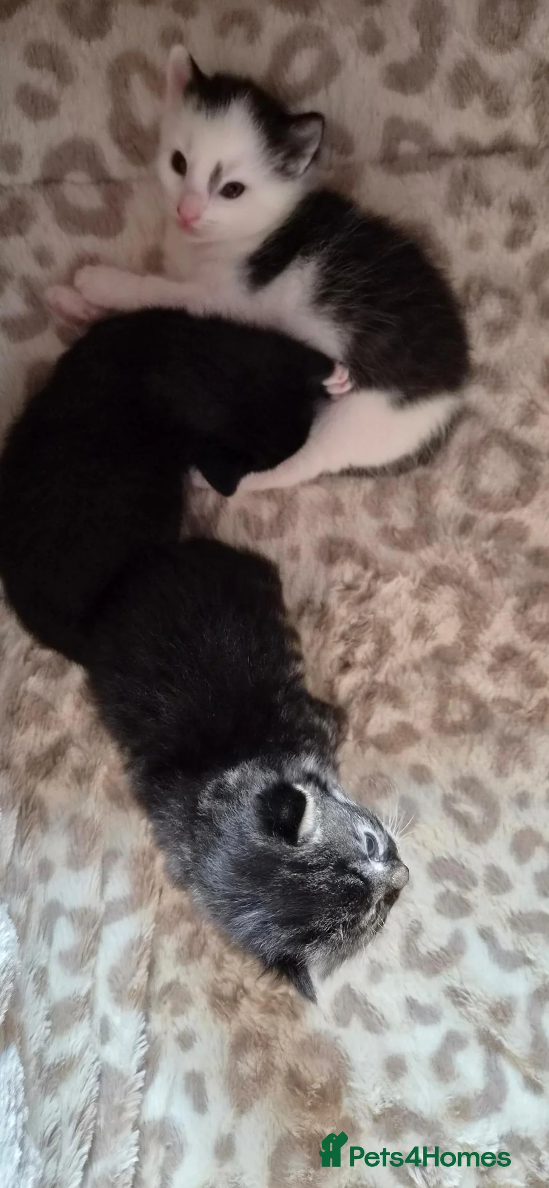 British Shorthair cats for sale: 2 Beautiful Male Kittens - Advert 9
