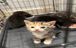 Domestic Shorthair cats for sale: Kittens - Image 8