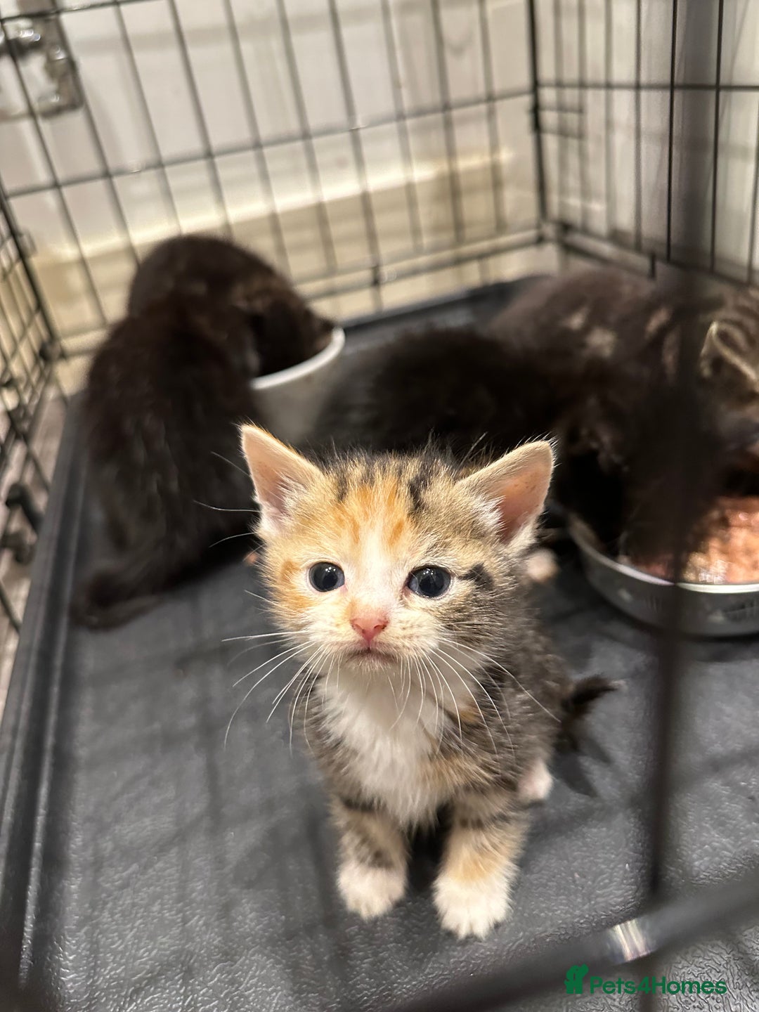 Domestic Shorthair cats for sale: Kittens - Image 8