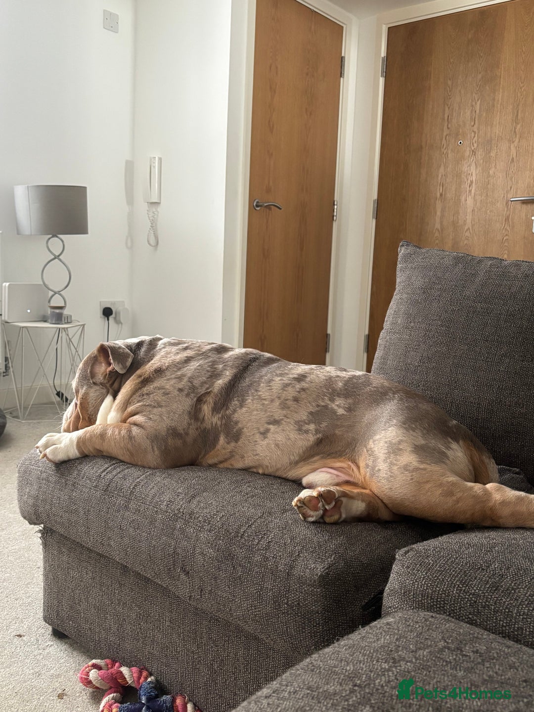 Olde English Bulldogge dogs for sale: olde english bulldog boy - Image 2