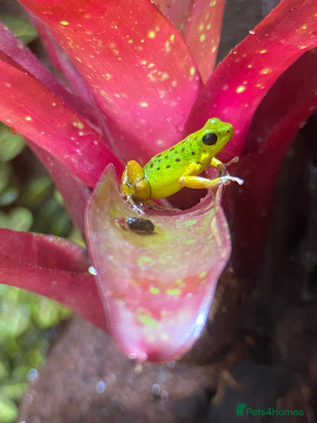 Frog reptiles for sale: Poison arrow frogs - fantastic frogs uk  - Image 6