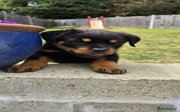 Rottweiler dogs for sale: Gorgeous male Rottweiler puppy Reggie  - Image 14