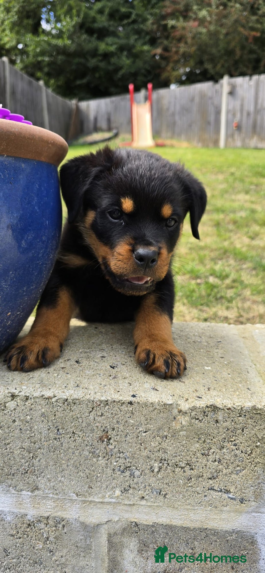 Rottweiler dogs for sale: Gorgeous male Rottweiler puppy Reggie  - Image 14