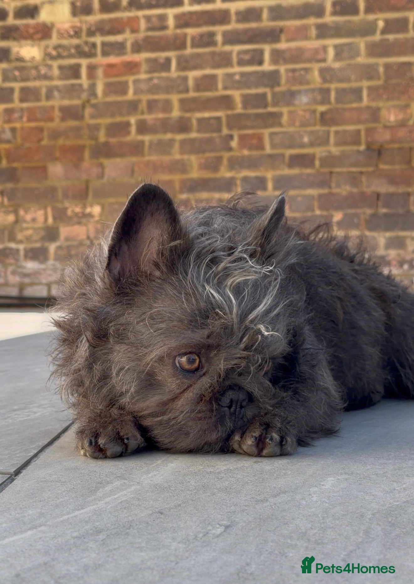 French Bulldog dogs     French Bulldog Female – Ready Now - Advert 1