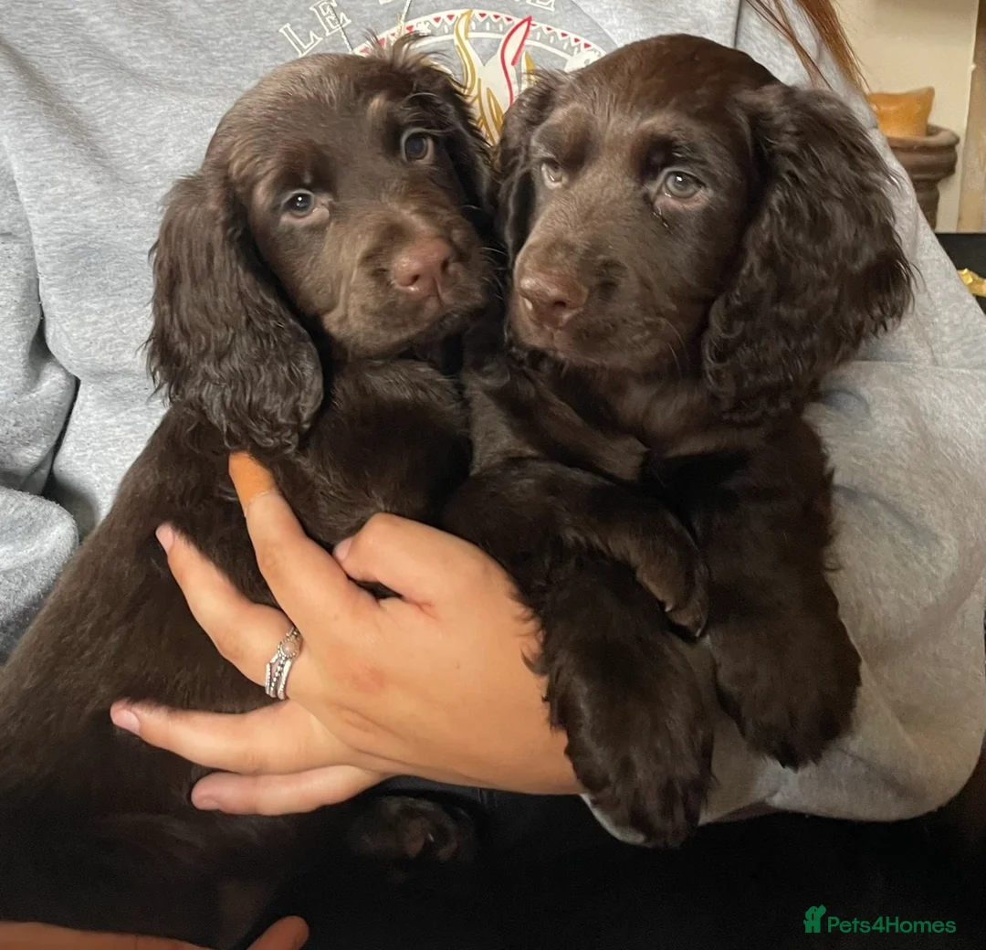 Cocker Spaniel dogs for stud: Stunning Chocolate & Tan Cocker Proven Stud in Burton-on-Trent - Advert 13