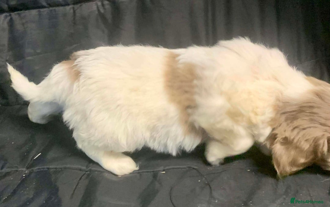 Cockapoo dogs for sale: F1 Cockapoo puppies ready now  - Advert 24