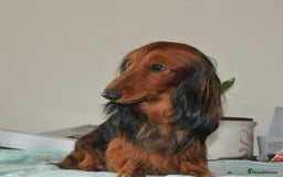 Miniature Dachshund dogs for sale: KC REG long hair miniature dachshund  - Image 12