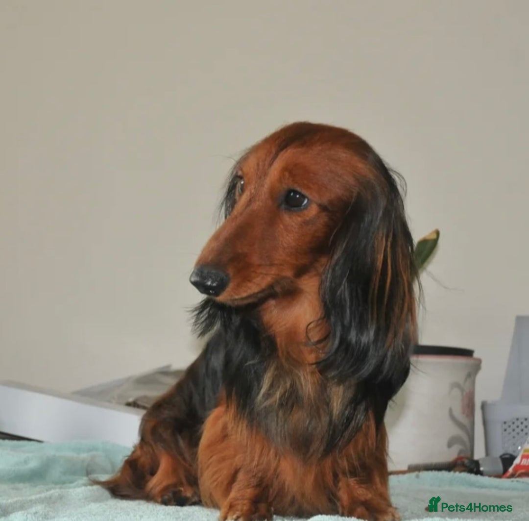Miniature Dachshund dogs for sale: KC REG long hair miniature dachshund  - Image 12