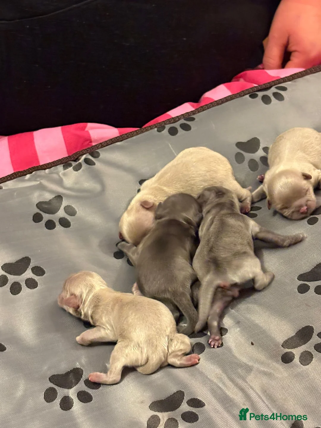 Shih Tzu dogs for sale: Outstanding Kennel Club Registered Dilute Litter - Advert 4