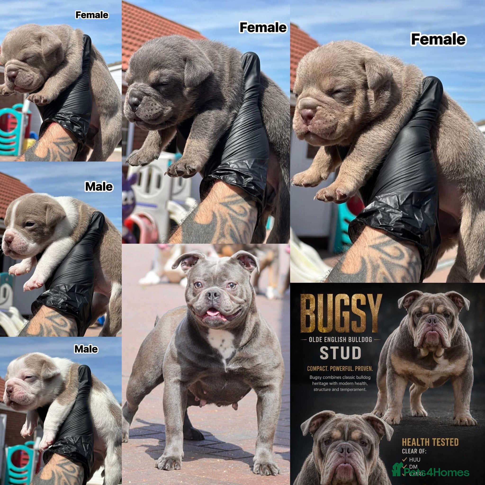 Olde English Bulldogge dogs 23 years 5⭐️LICENSED & REGISTERED, UK NO1  - Advert 17