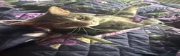 Russian Blue cats for sale: Adorable 2 year old tabby cat - Advert 8