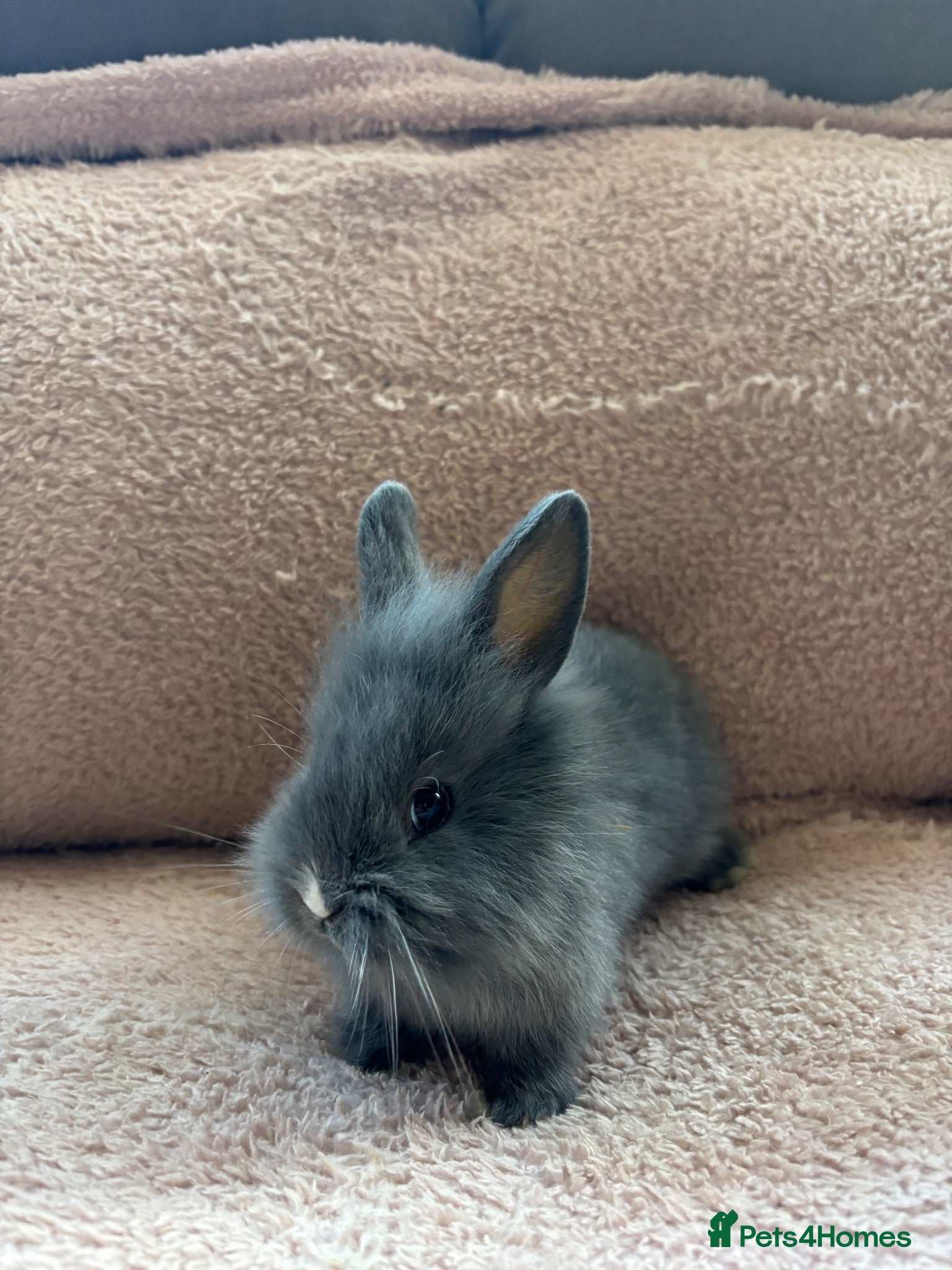 Lionhead rabbits 8 bunnies looking to be reserved - Advert 12