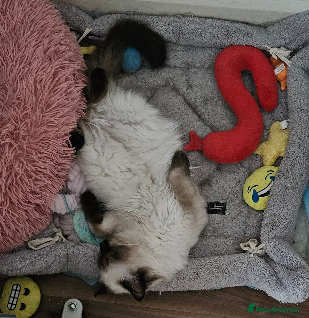 Ragdoll cats for sale: Seal Colourpoint Male - Advert 5
