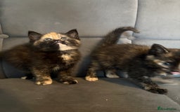 Mixed Breed cats for sale: Beautiful Kittens For sale  - Image 4