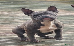French Bulldog dogs for sale: French bulldog - Image 3