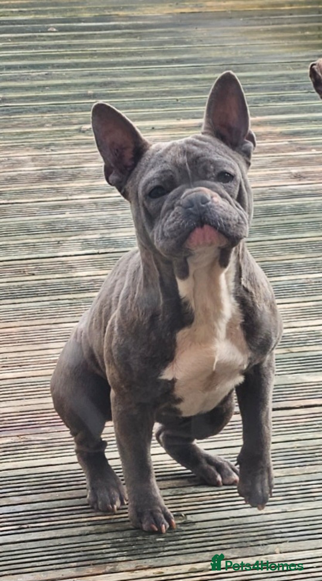 French Bulldog dogs for sale: French bulldog - Image 3