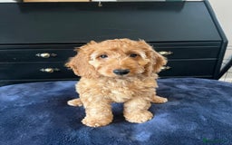 Cockapoo dogs for sale: 5 Gorgeous F2 Cockapoo Puppies Remaining!! 🐶 - Image 7