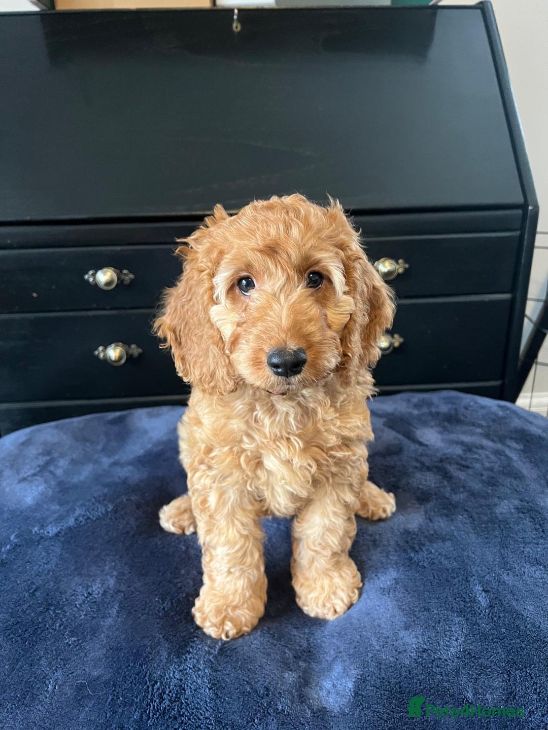 Cockapoo dogs for sale: 5 Gorgeous F2 Cockapoo Puppies Remaining!! 🐶 - Image 7