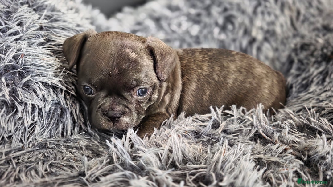 Mixed Breed dogs for sale: French bulldog x Chihuahua puppies - Image 11